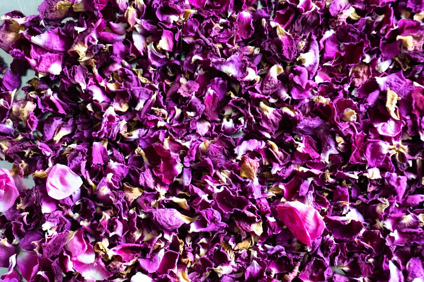 Bir yığın kurutulmuş gül yaprağı, yakından