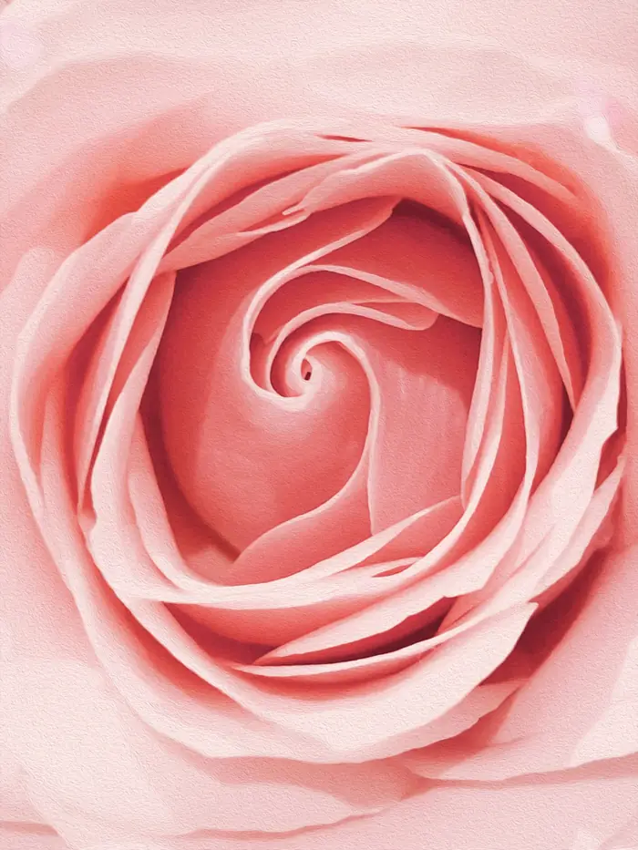 Yakından, katmanlı yaprakları açılmış pembe bir gül
