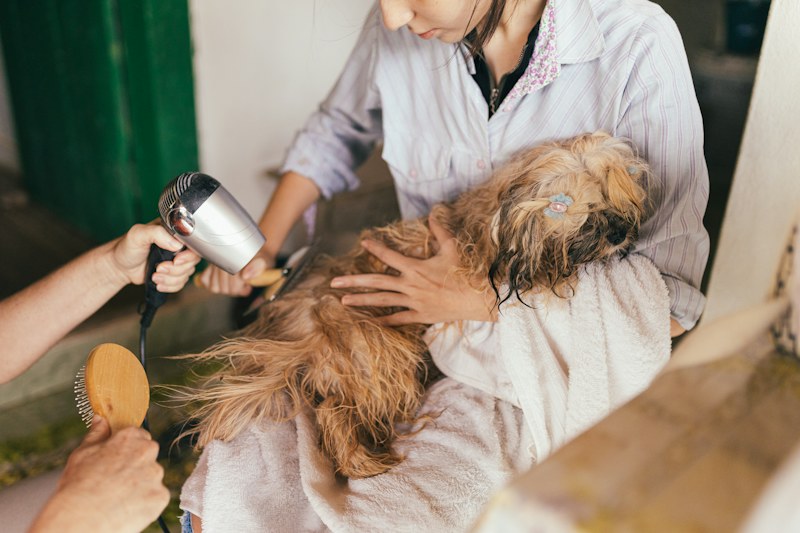 Beyaz önlüklü bir kişi, kucağındaki uzun tüylü köpeği saç kurutma makinesi ve ahşap fırçayla kurutup tarıyor