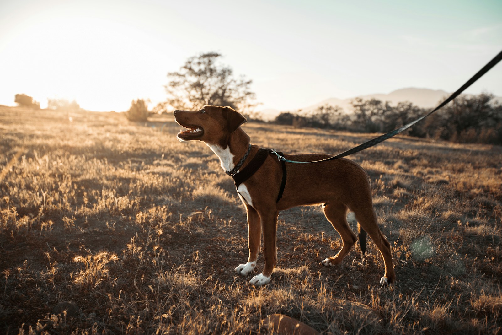 Gün batımının altın ışığında, kuru otlu bir tarlada tasmalı duran kahverengi beyaz bir köpek