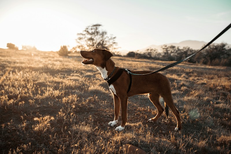 Gün batımının altın ışığında, kuru otlu bir tarlada tasmalı duran kahverengi beyaz bir köpek