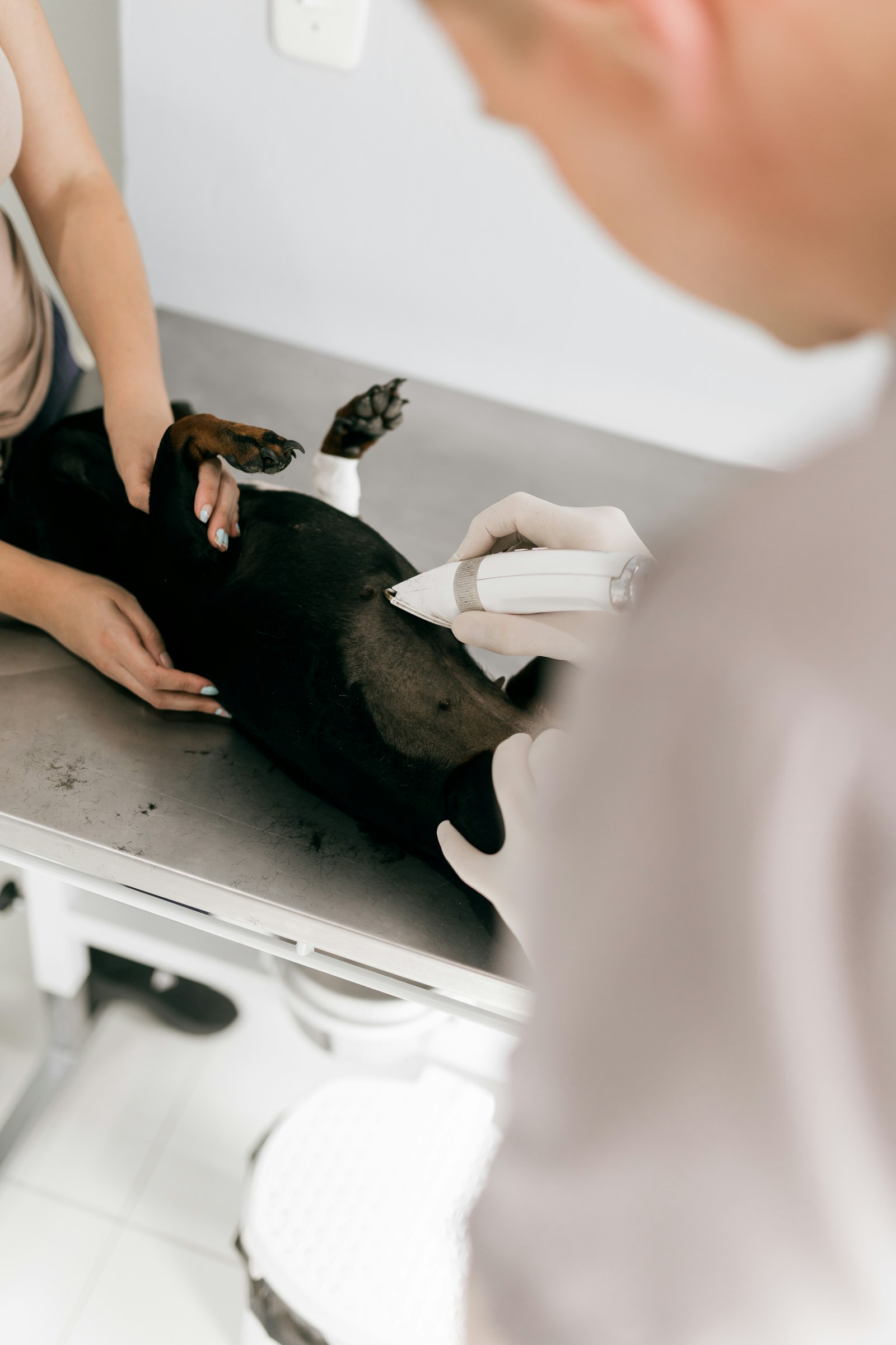 Metal bir muayene masasında yatan koyu renkli bir köpek; veteriner, eldivenli elindeki küçük bir aletle işlem yapıyor