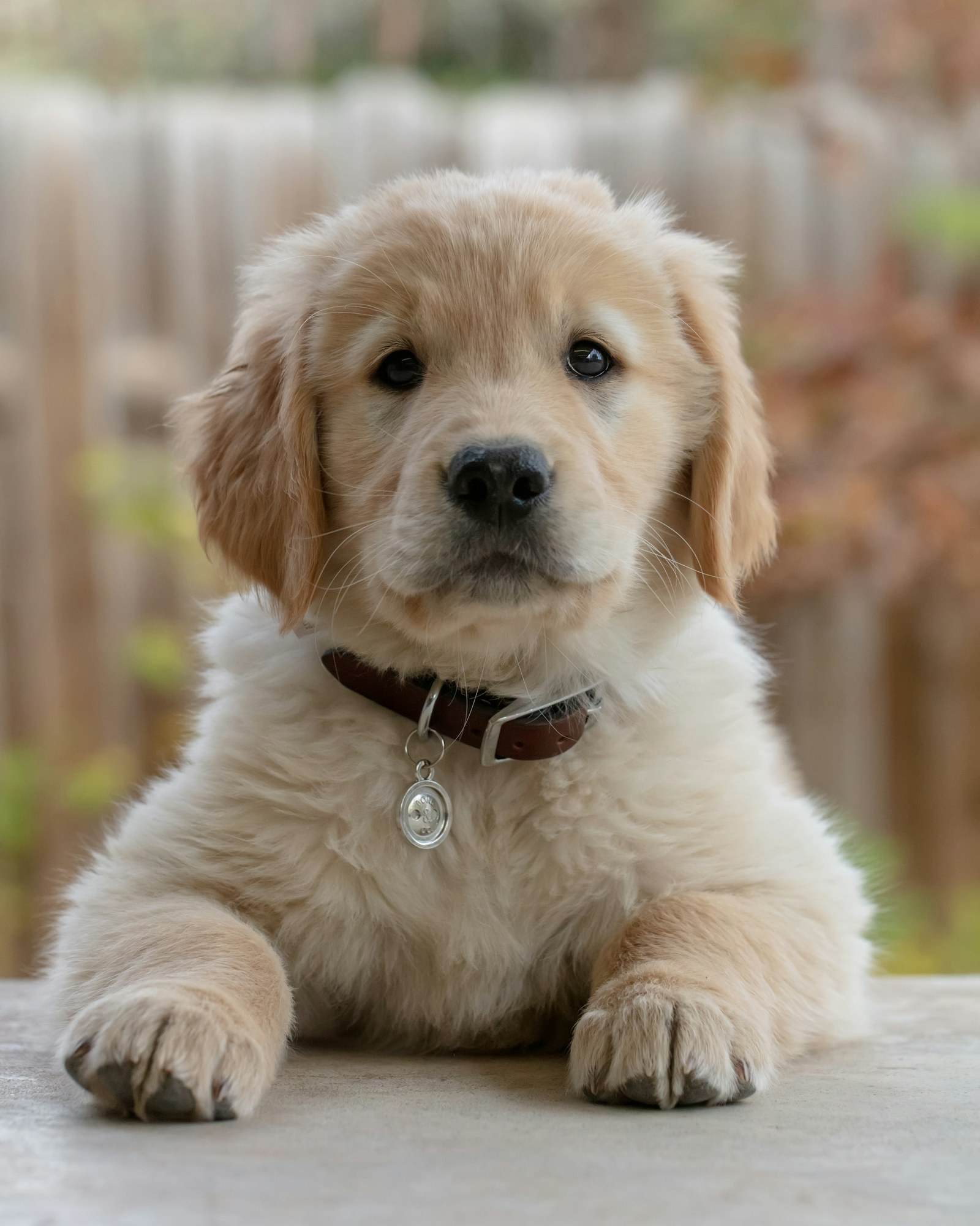 Kahverengi tasmalı, açık renkli bir golden retriever yavrusu, patilerini öne uzatmış bakıyor