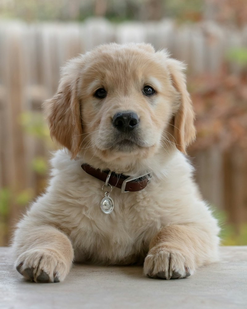 Kahverengi tasmalı, açık renkli bir golden retriever yavrusu, patilerini öne uzatmış bakıyor