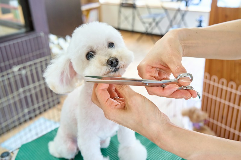 Masada duran küçük beyaz bir köpeğin yüzündeki tüyleri bir el makasla kısaltıyor